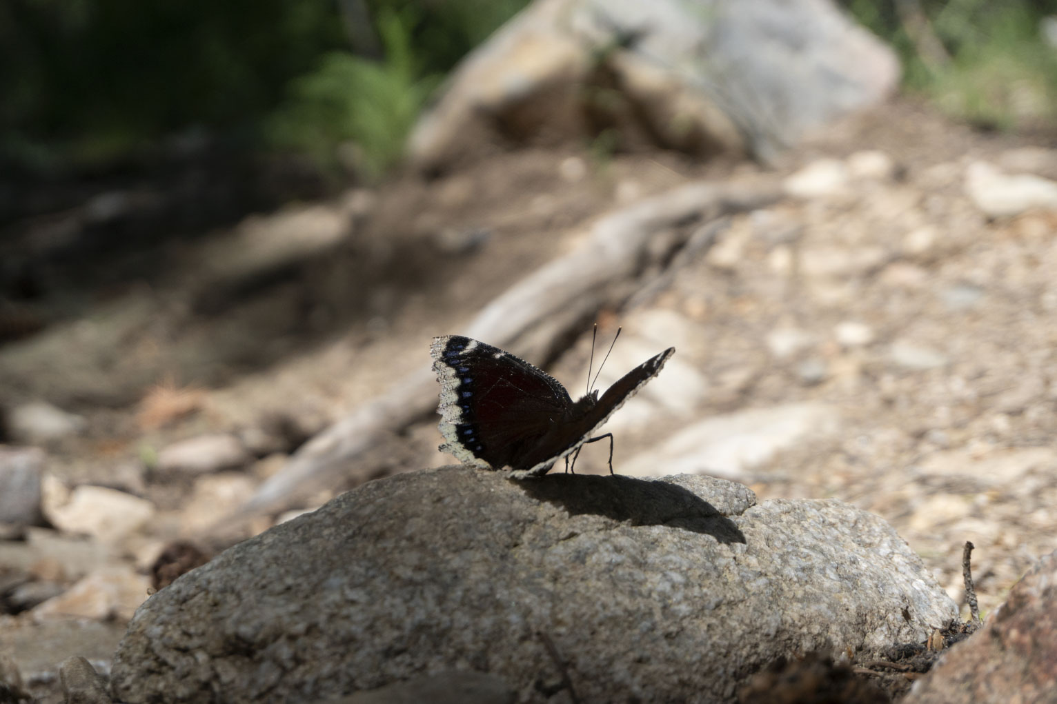 A dark butterfly with some colored spots on its wings edge sits on a rock in a path in the forest